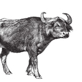Buffalo
