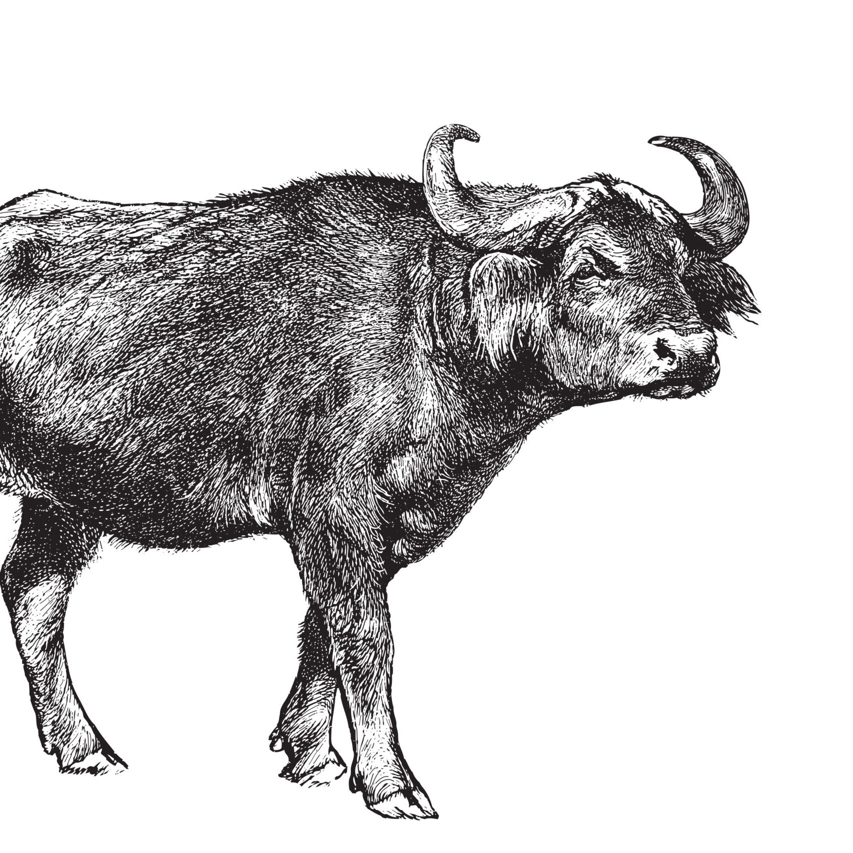 BUFFALO