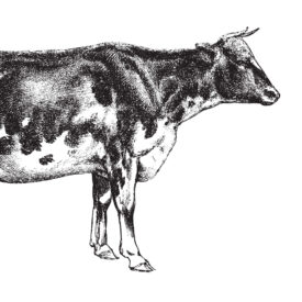 Cattle