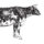 CATTLE