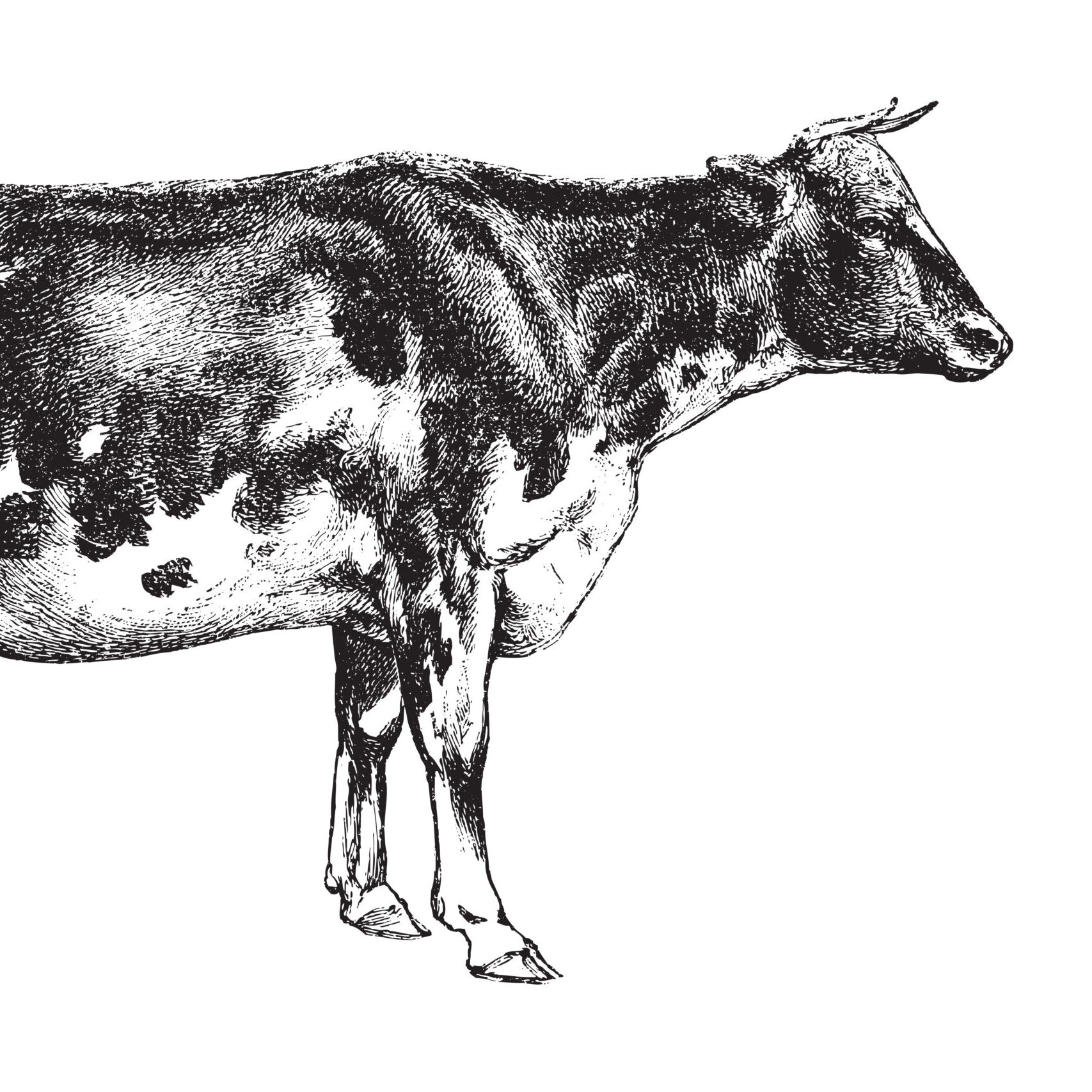 CATTLE