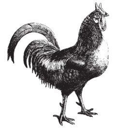 Chicken
