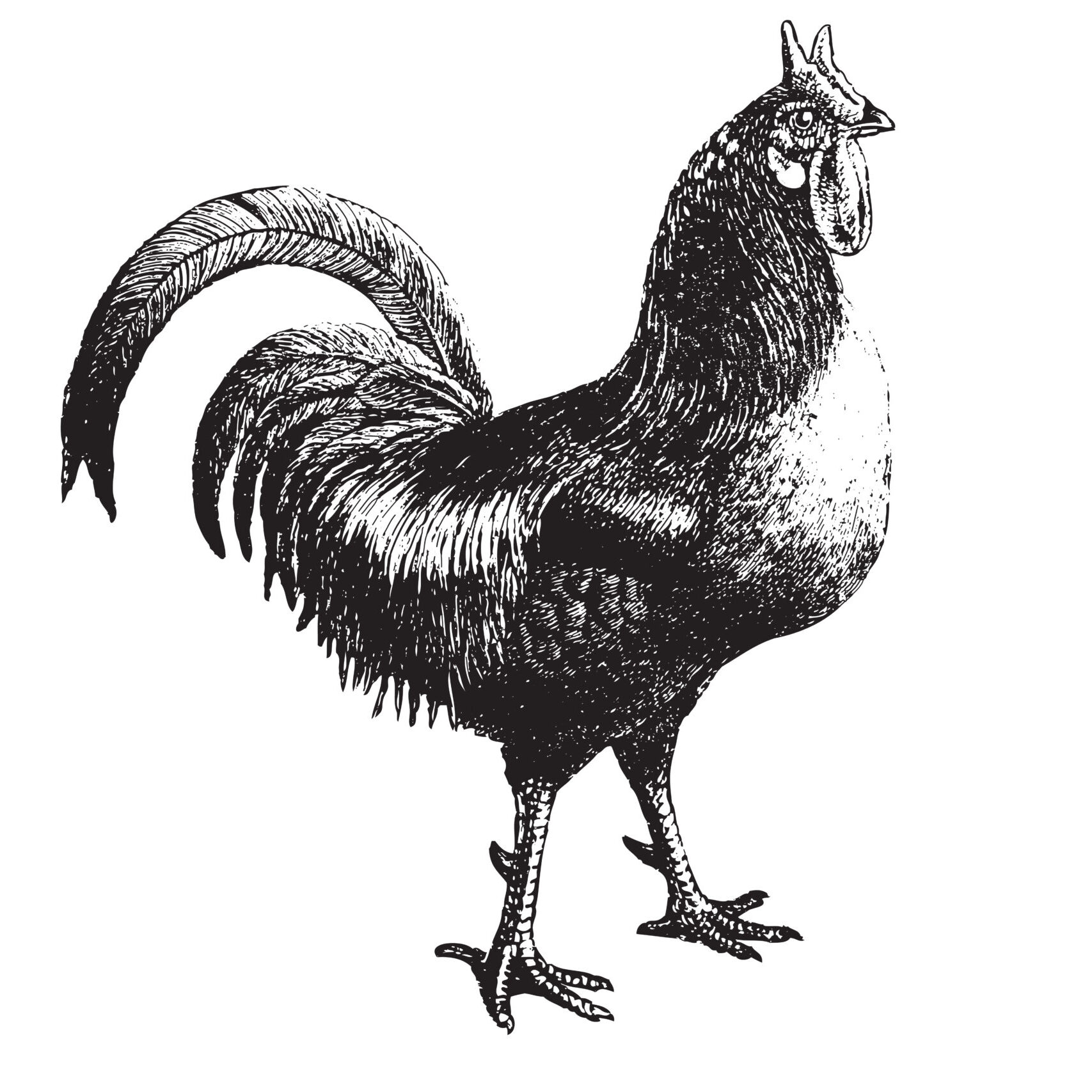 CHICKEN