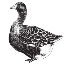 Duck/Goose