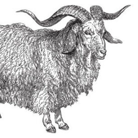 Goat
