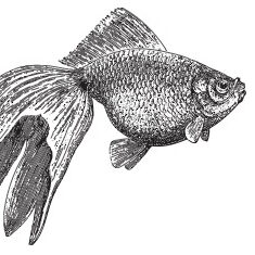 Goldfish