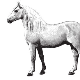 Horse