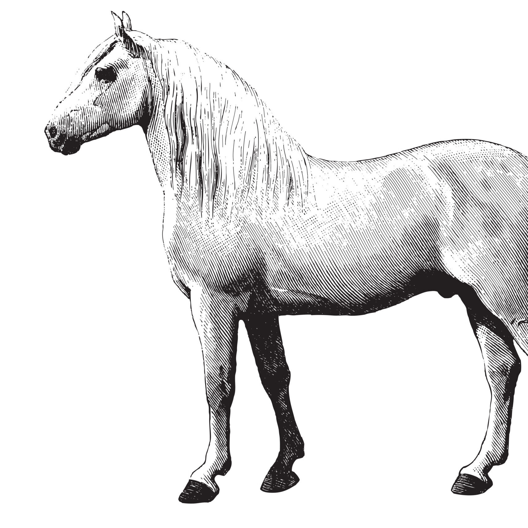HORSE
