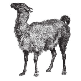 Llama/Camelid