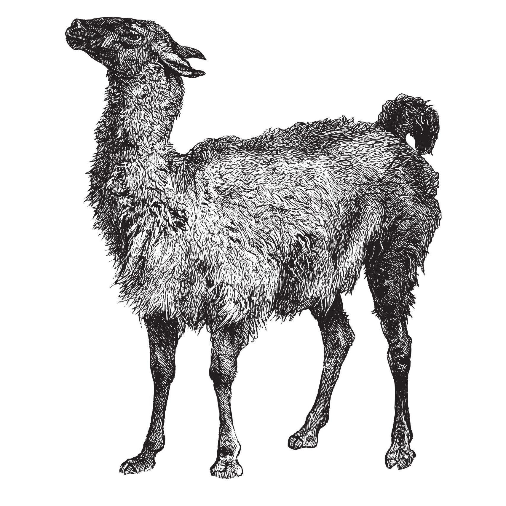 LLAMA