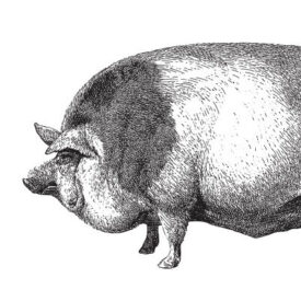 Pig