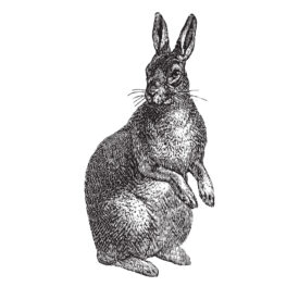 Rabbit