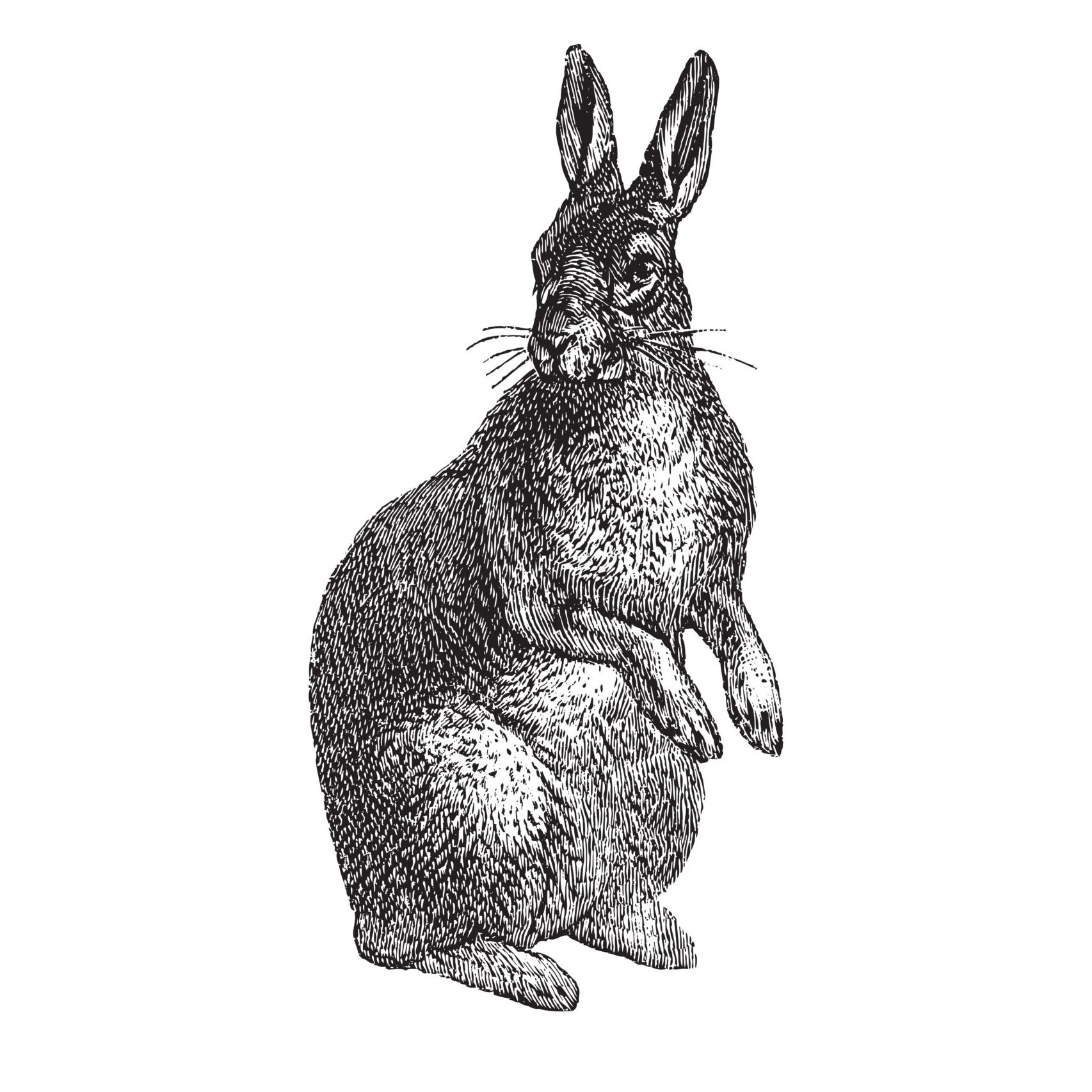 RABBIT