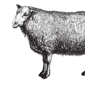 Sheep