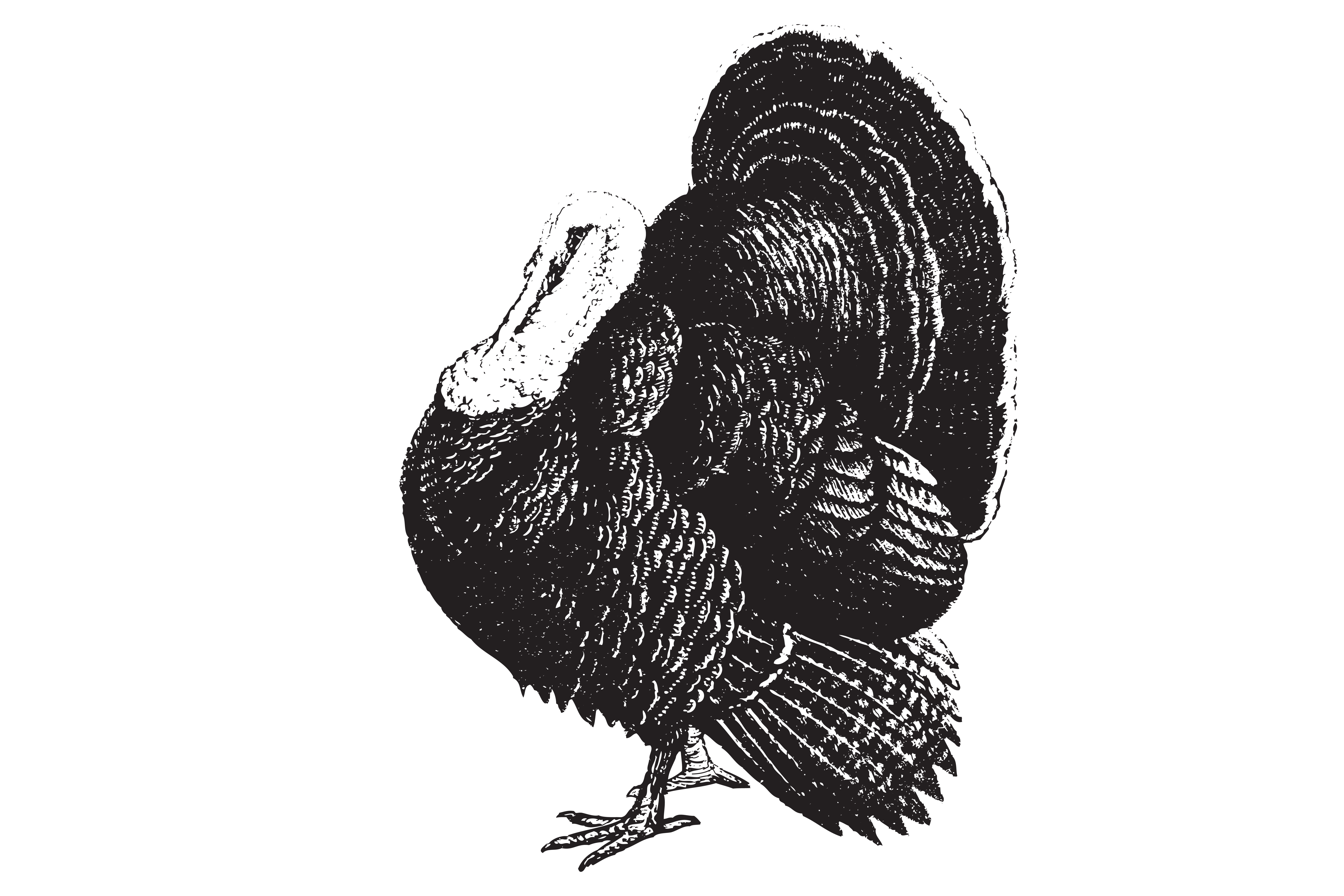 Turkey/Fowl